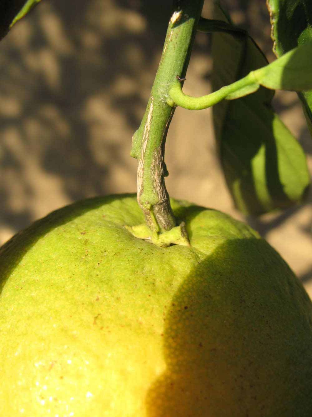            Fruit (Winter Haven, FL)   